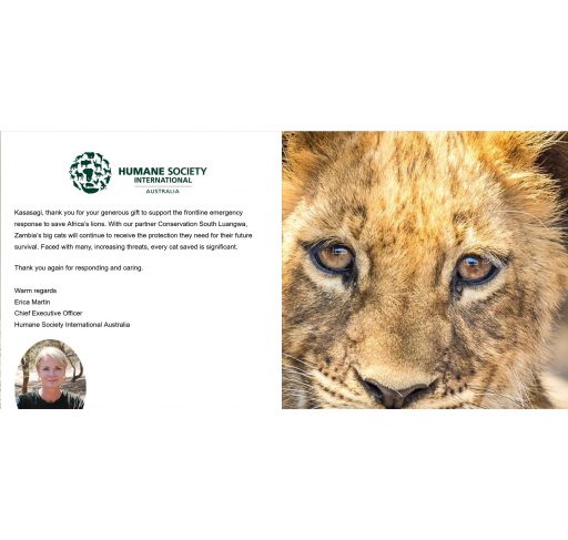 Humane Society International African Lions