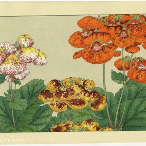Calceolaria Woodblock Print by Kounan Tanigami