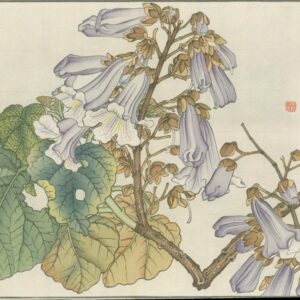 Four Antique Botanical Woodblock Prints Unknown Artist